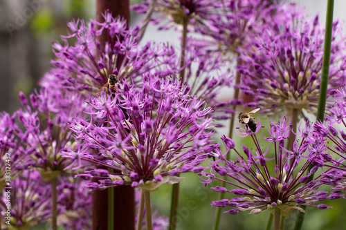 bees fly by purple flowers onion