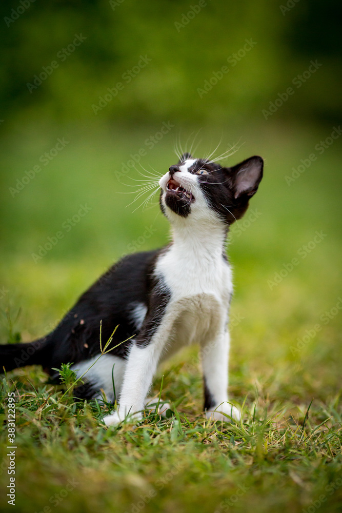 Black and white kitten looking up, domestic animals, pet photography of cat playing outside, shallow selective focus, blurred green grass background