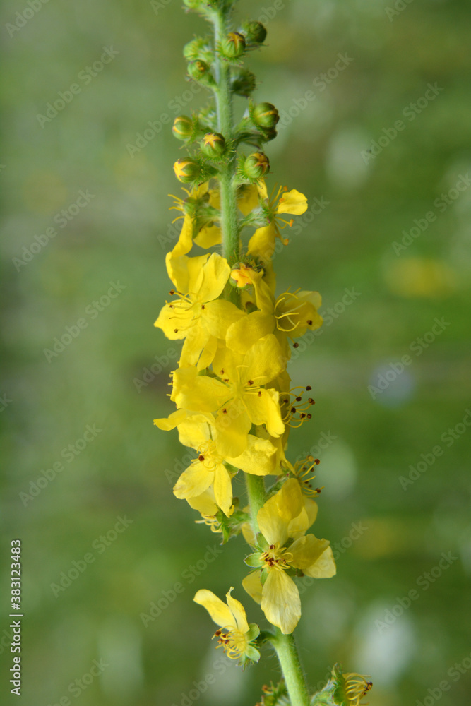 Agrimonia eupatoria blooms among herbs