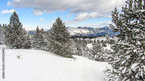 Beautiful snowy winter landscape in the Pyrenees with pine and fir trees. Scenic snow with christmas trees. © OlgaPS