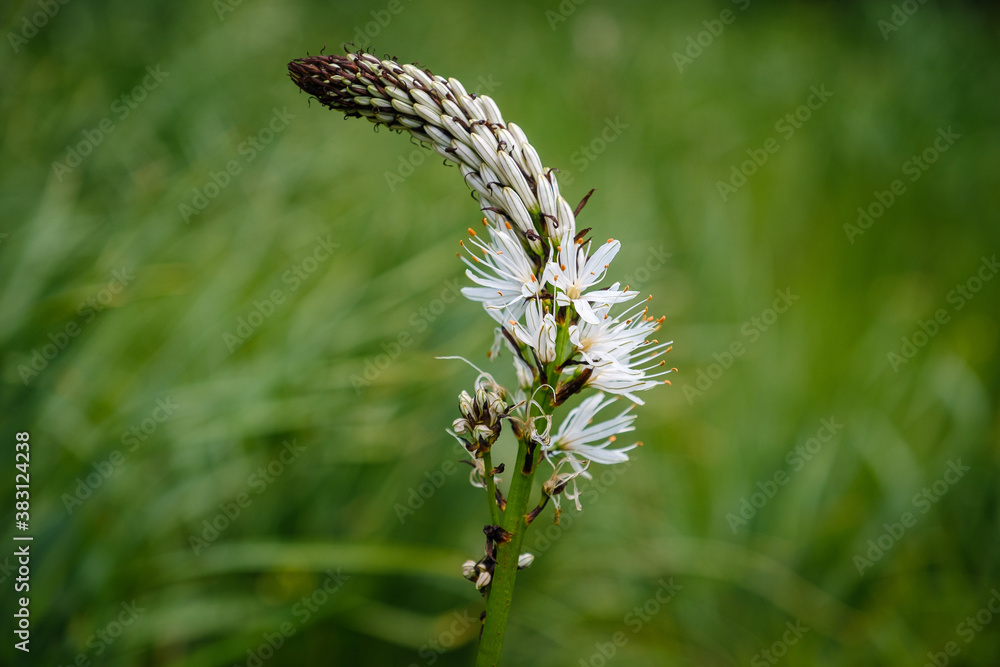 Protected beautiful White asphodel flower