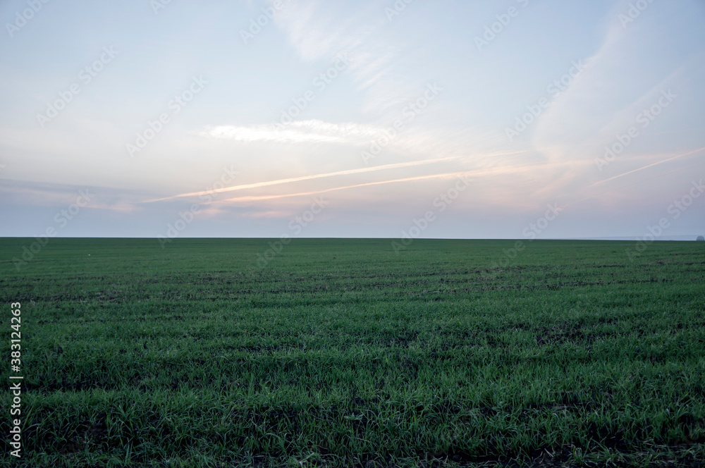 Field with winter crops planted in the evening