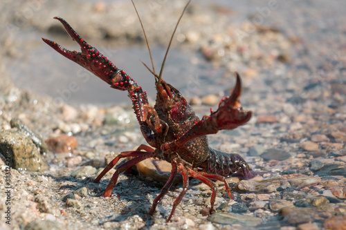 Crayfish on the bank of the river 01