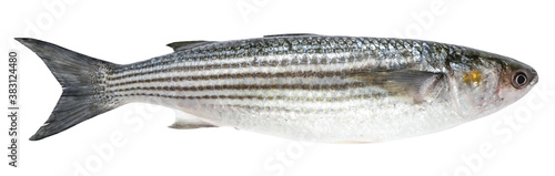 Mullet isolated on white background. Fish (striped mullet) photo