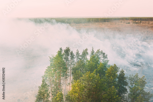 Aerial View. Spring Dry Grass Burns During Drought Hot Weather. Bush Fire And Smoke In Pine Forest. Wild Open Fire Destroys Grass. Nature In Danger. Ecological Problem Air Pollution