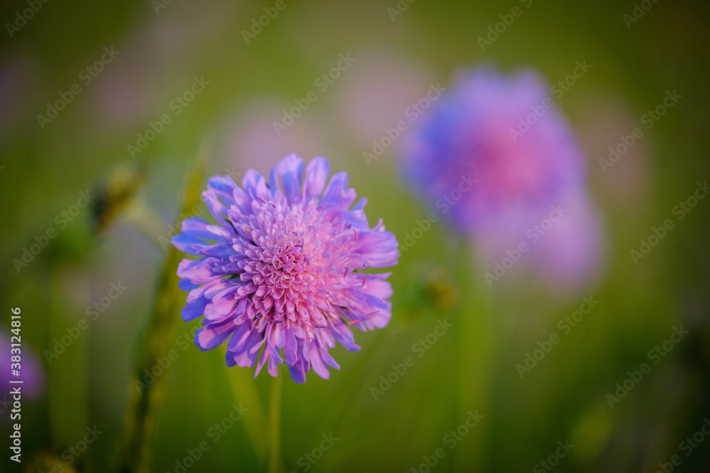 Purple Field scabious flower in the grass Purple Field scabious flower in the grass