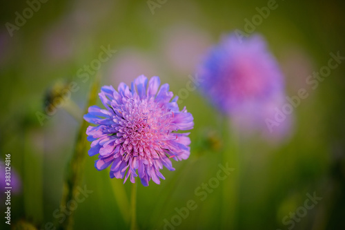 Purple Field scabious flower in the grass