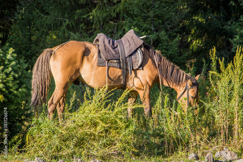 Brown horse standing in the green grass in the mountainous area. Outdoor shot.