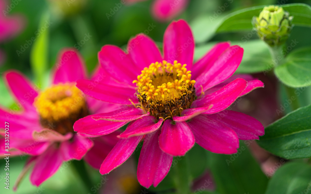 Garden Zinnia, Zinnia hybrida Garden Zinnia, Zinnia hybrida