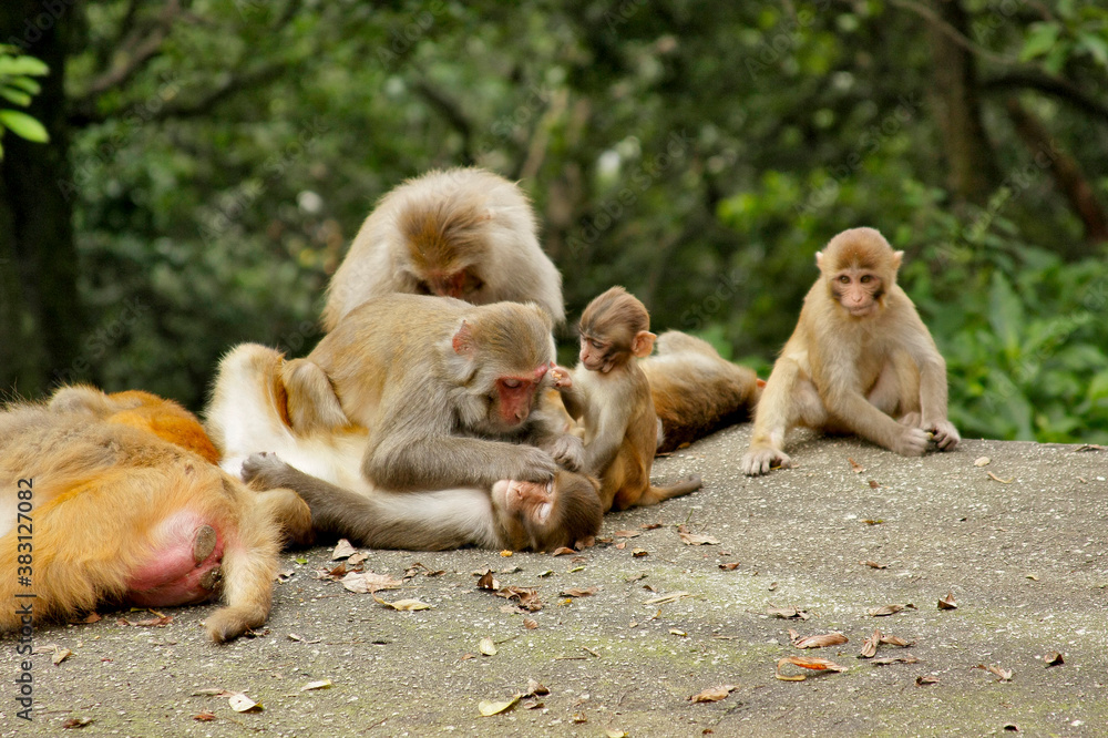 Naklejka premium Family of monkeys on a rock near the Swayambhunath temple, Kathmandu, Nepal