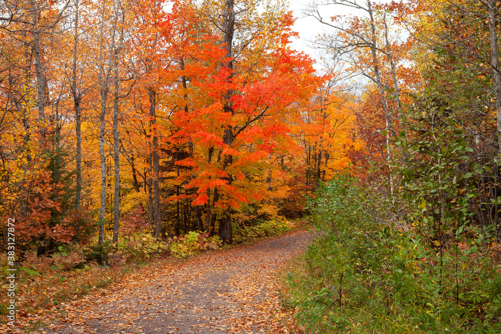 Maple tree in brilliant red foliage along a trail in northern Minnesota