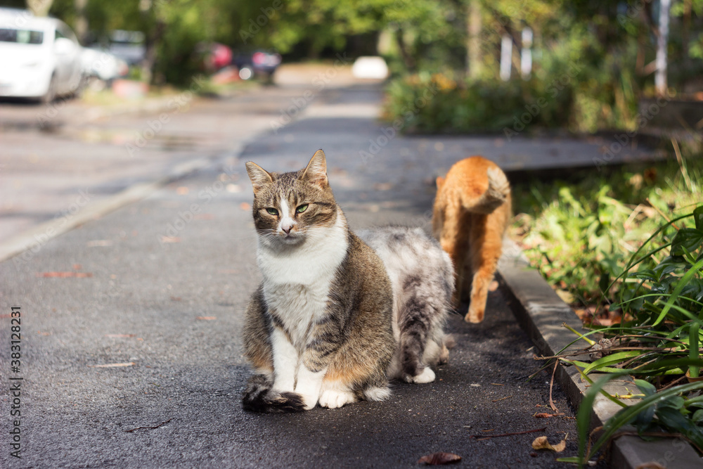 Two beautiful street cats are sitting on the sidewalk near a multi-storey building, and one ginger cat walked past them. Animals on the street Two beautiful street cats are sitting on the sidewalk near a multi-storey building, and one ginger cat walked past them. Animals on the street