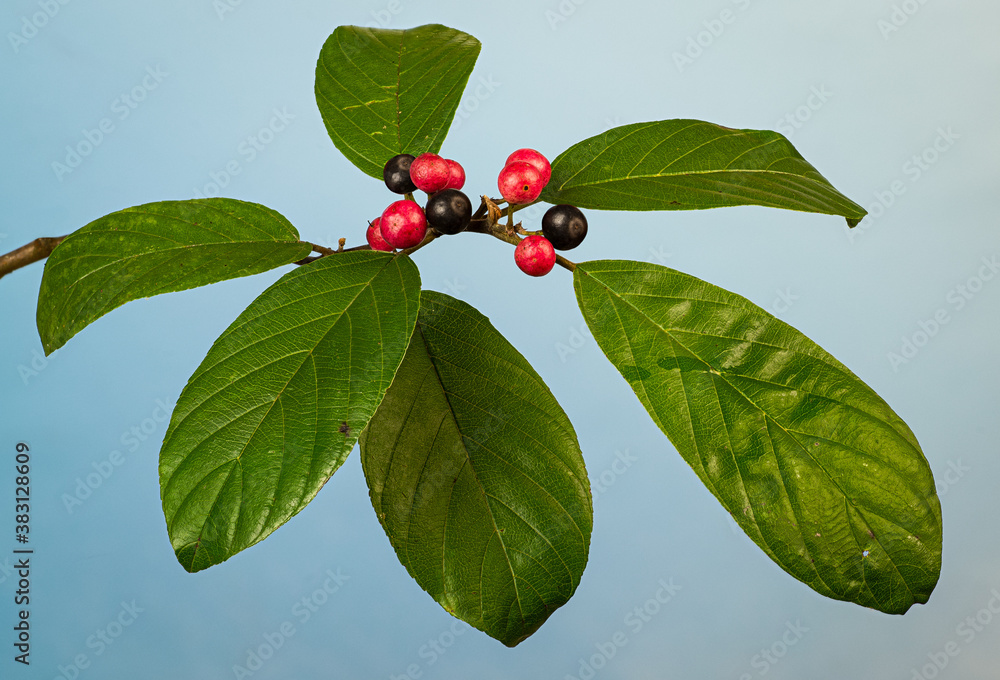 Carolina buckthorn (Rhamnus carolinianus) berries and leaves in early fall in central Virginia. Ripe (black) berries are favorites of birds. Carolina buckthorn (Rhamnus carolinianus) berries and leaves in early fall in central Virginia. Ripe (black) berries are favorites of birds.