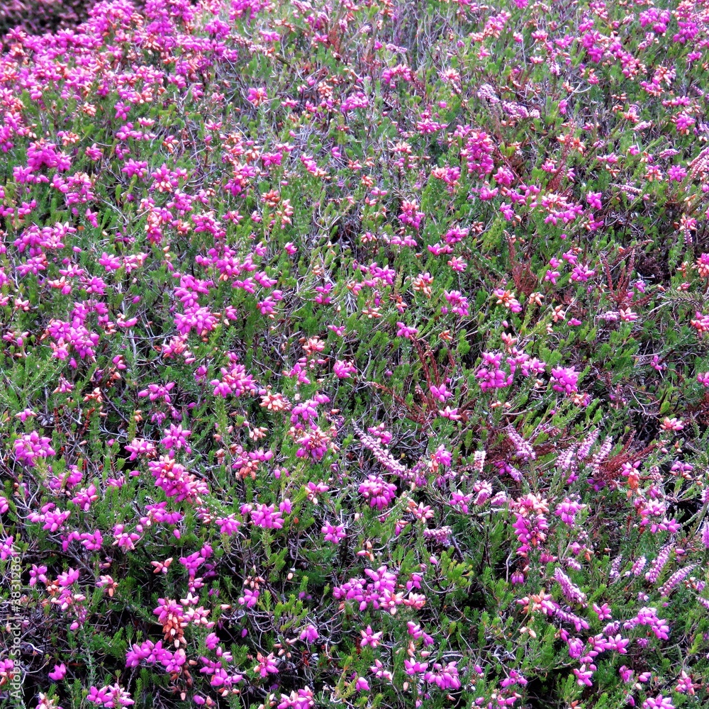 pink flowers in the garden