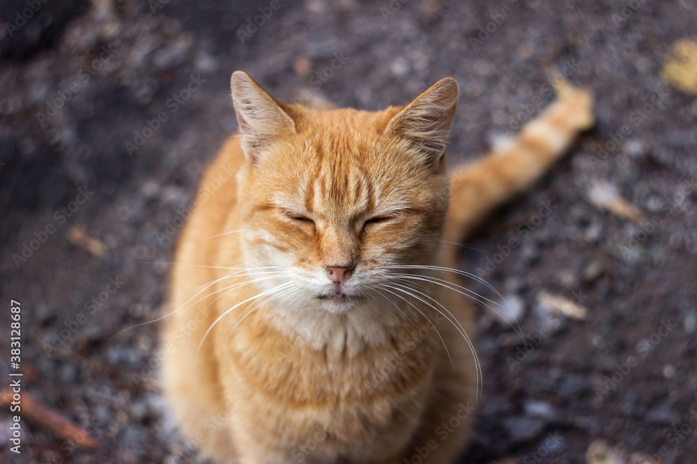 A bright red adult cat sits on an asphalt road among autumn leaves. Close-up pet on the street