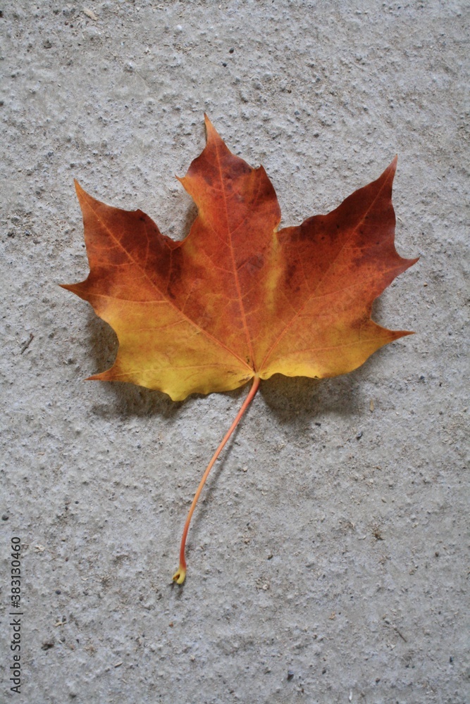 red maple leaf