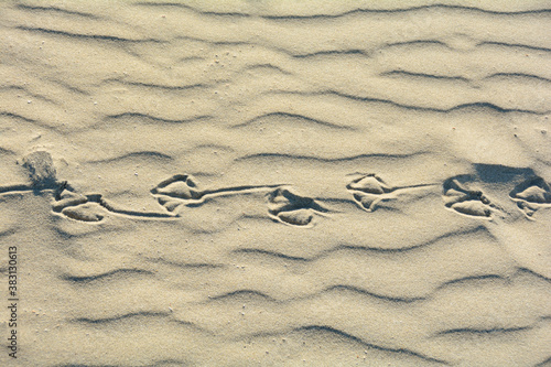Schilderij op canvas Footprints of seagulls in the sand