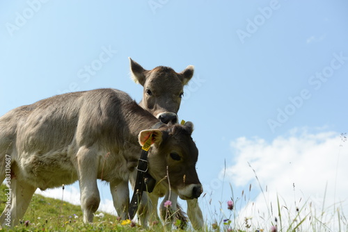 K  he und K  lber auf der Almweide