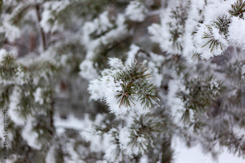 pine branches in the snow and other close-up