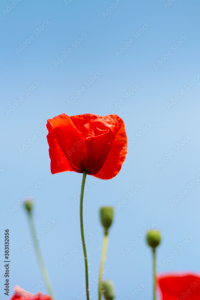 Naklejka premium Blooming poppy field. Red poppy flower close up