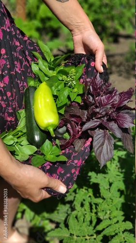 Top view girl holding fresh harvest from greenhouse in dress hem, mobile photo