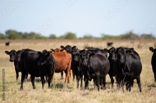 Wallpaper Mural angus en el campo Torontodigital.ca