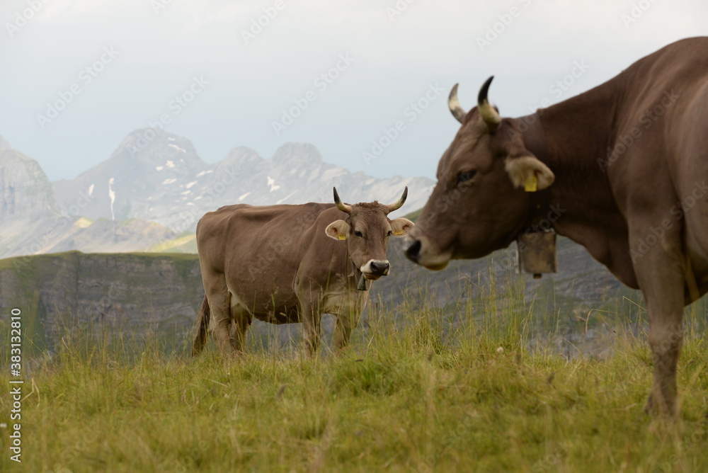 Kühe und Kälber auf der Almweide