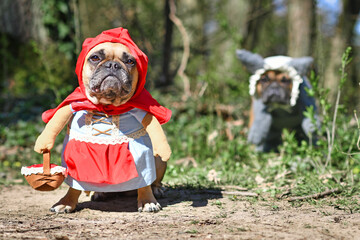 Funny  French Bulldog dogs dressed up with Halloween costume as fairytale character Little Red Riding Hood with fake arms and basket with Big Bad Wolf in blurry forest background