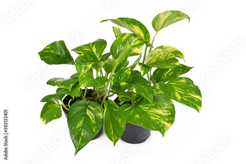 Two tropical 'Epipremnum Aureum Golden Pothos' house plants in flower pots isolated on white background photo