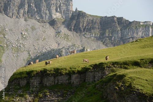 Kühe und Kälber auf der Almweide