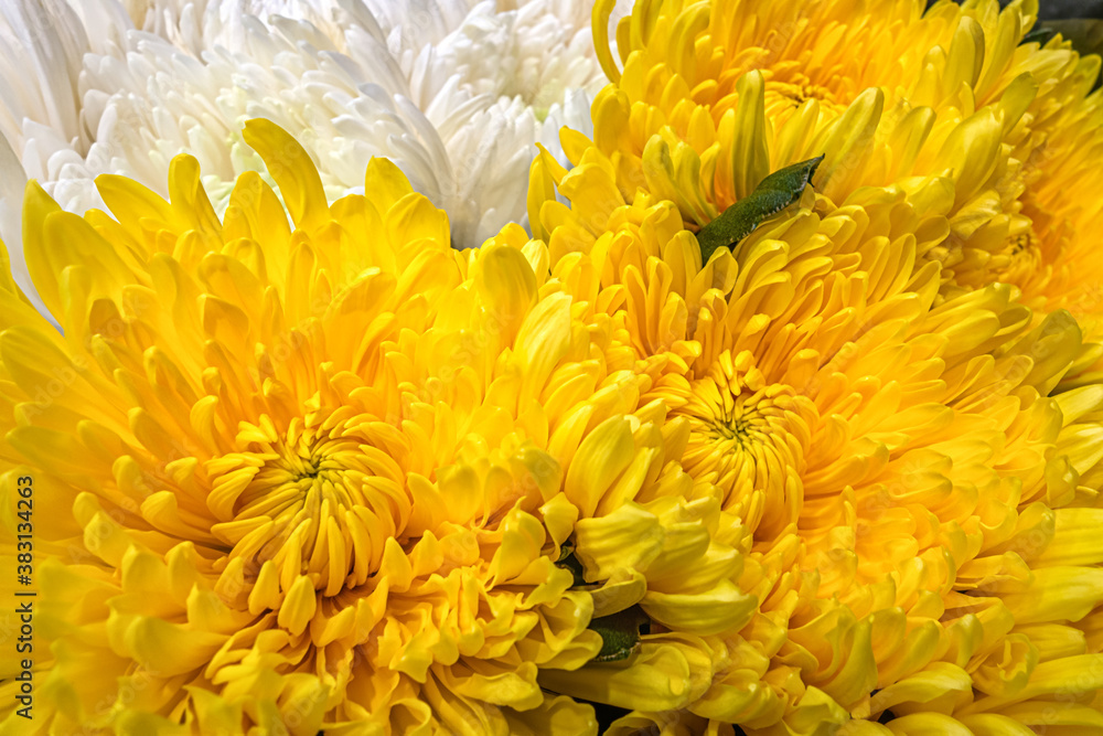 floral background of yellow and white chrysanthemums close up floral background of yellow and white chrysanthemums close up