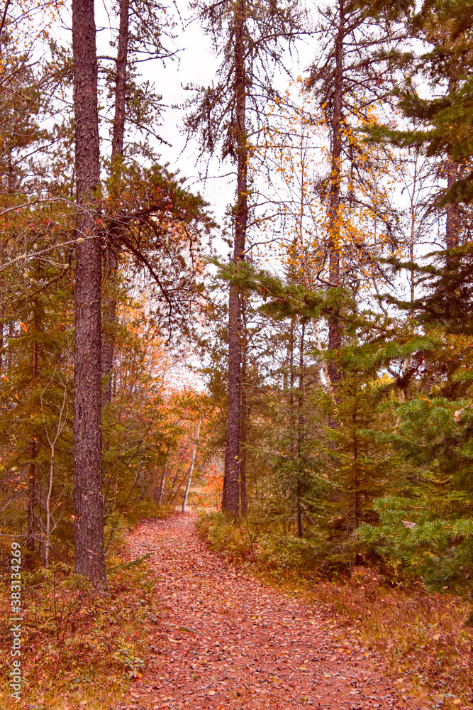 Footpath in the wild forest in Quebec, Canada