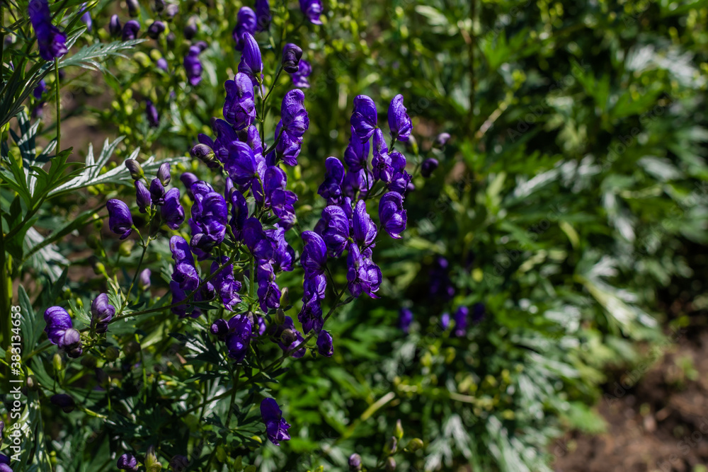 blue purple monkshood, aconite flowers, wolfsbane on a green bush, perennial in summer garden under sun light