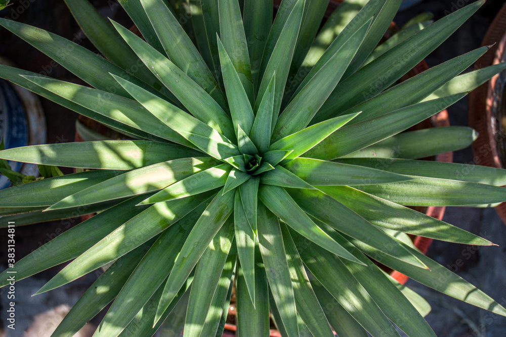 Top-down shot of a spiked leaves plant Top-down shot of a spiked leaves plant