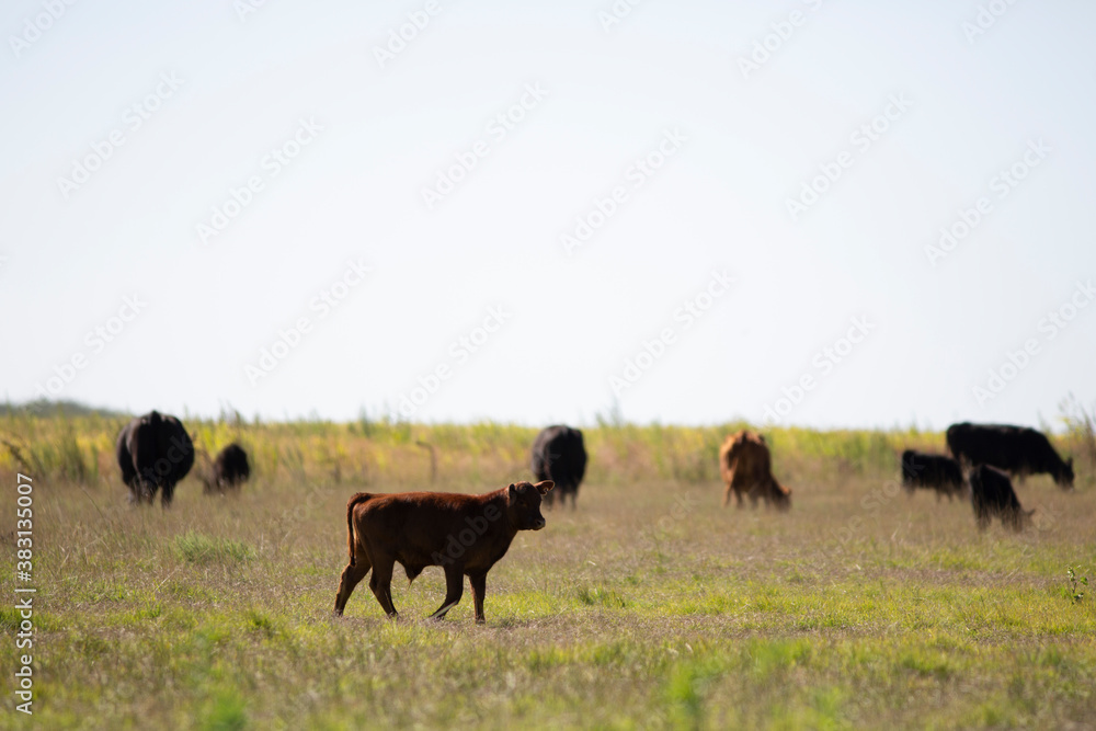 angus en el campo angus en el campo
