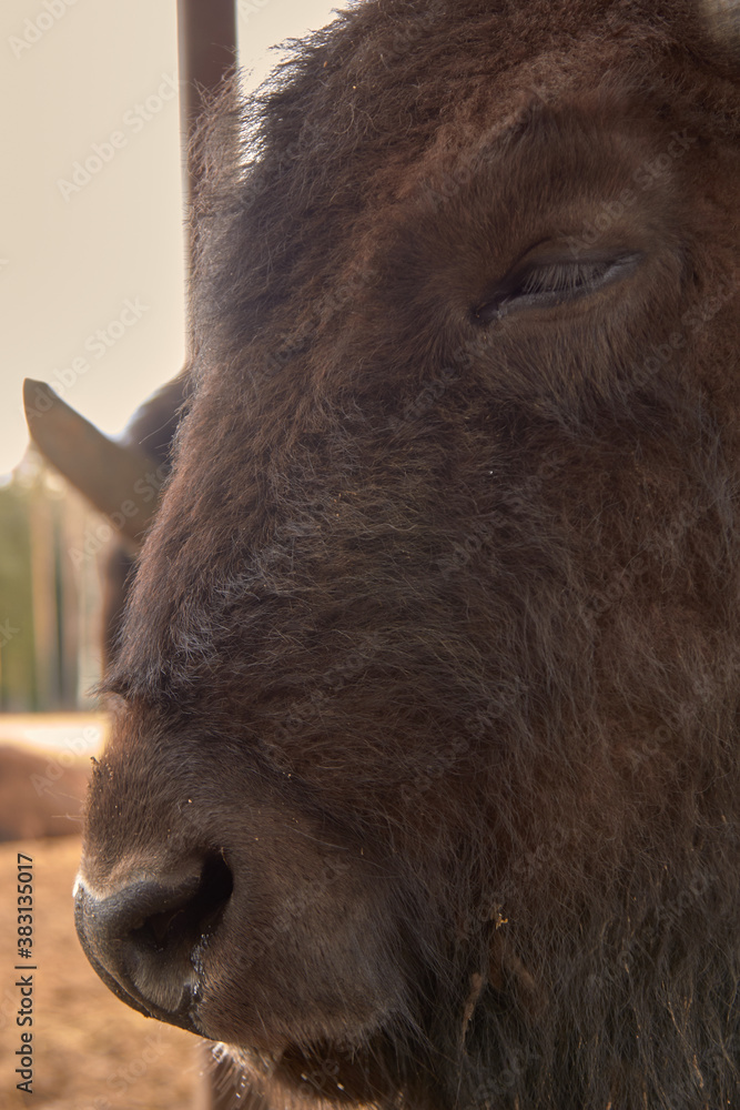 Fototapeta premium Wild european bison in the forest, Russia