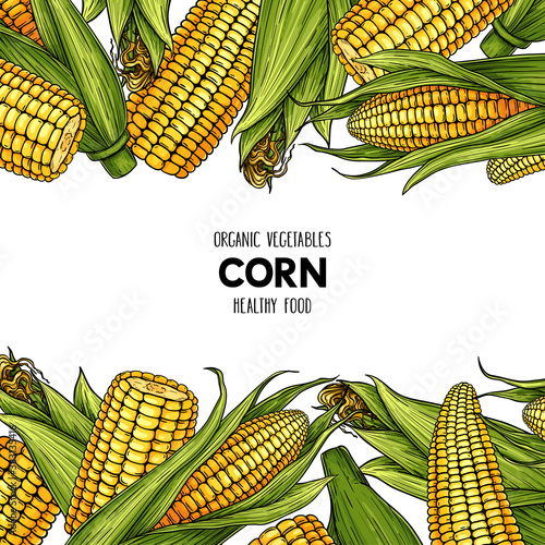 Vector hand drawn frame with organic corn cobs