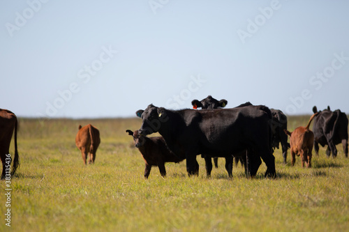 Wallpaper Mural angus en el campo Torontodigital.ca