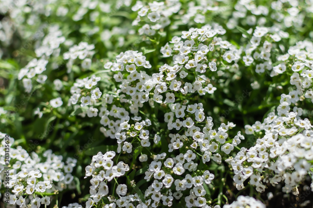 Many white small beautiful flowers Alyssum with tiny petals on small green bush blooms in summer in the light of sun Many white small beautiful flowers Alyssum with tiny petals on small green bush blooms in summer in the light of sun