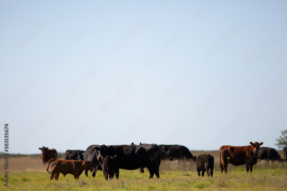 Fototapeta premium angus en el campo