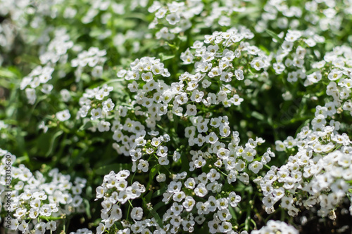 Many white small beautiful flowers Alyssum with tiny petals on small green bush blooms in summer in the light of sun