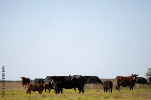 Wallpaper Mural angus en el campo Torontodigital.ca