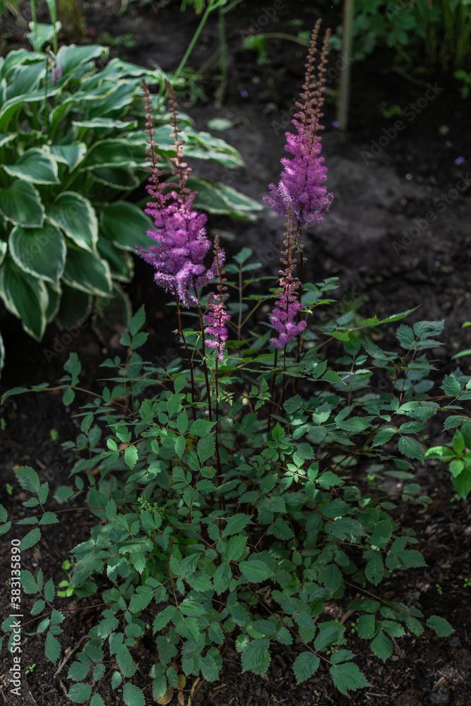 Bush with pink purple fluffy astilba flowers. Perennial plant with thin brown twigs with green leaves in garden, summer Bush with pink purple fluffy astilba flowers. Perennial plant with thin brown twigs with green leaves in garden, summer