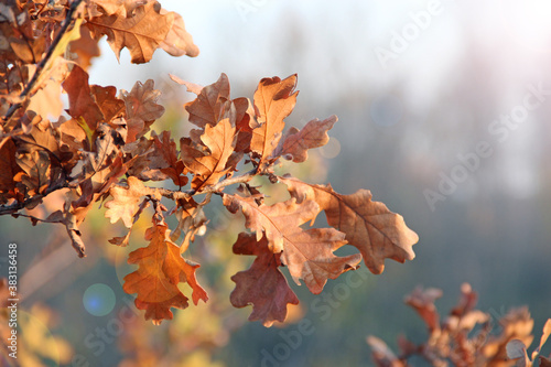 dry oaken leaves on branch in autumn. Autumn come in forest.