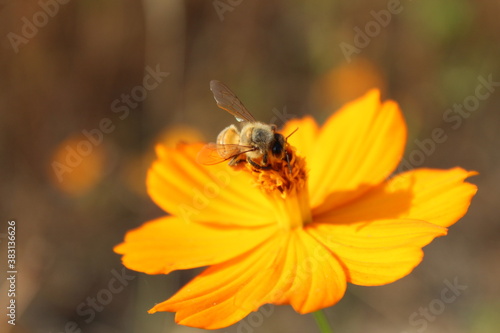 bee on yellow flower © Jos