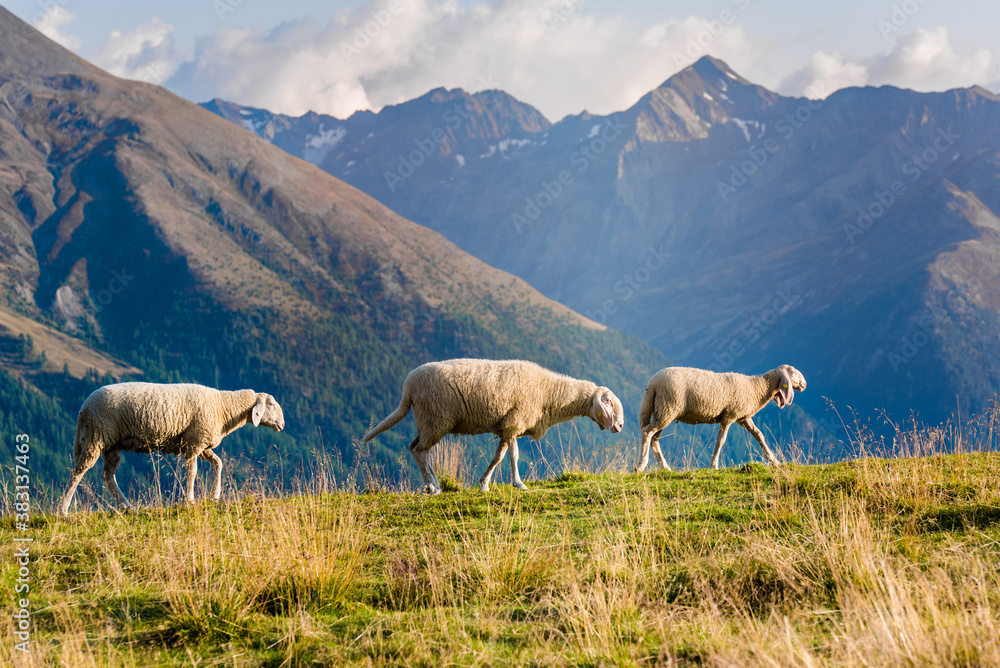 Fototapeta premium herd of sheep. Sheep in the mountains. 