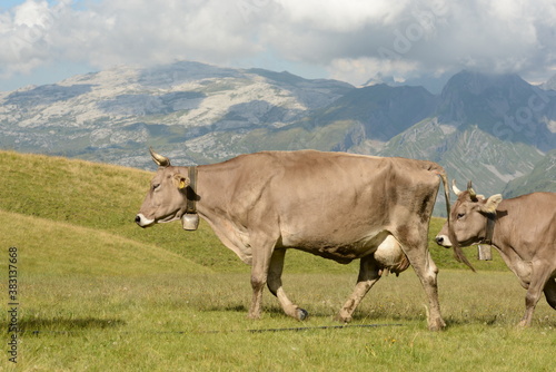Kühe und Kälber auf der Almweide © Grubärin