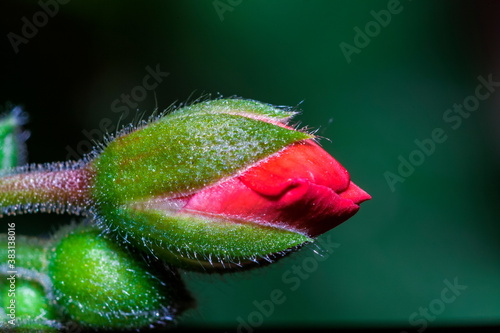 flower buds in full color 