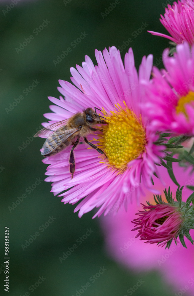 Obraz premium Bee on pink flower