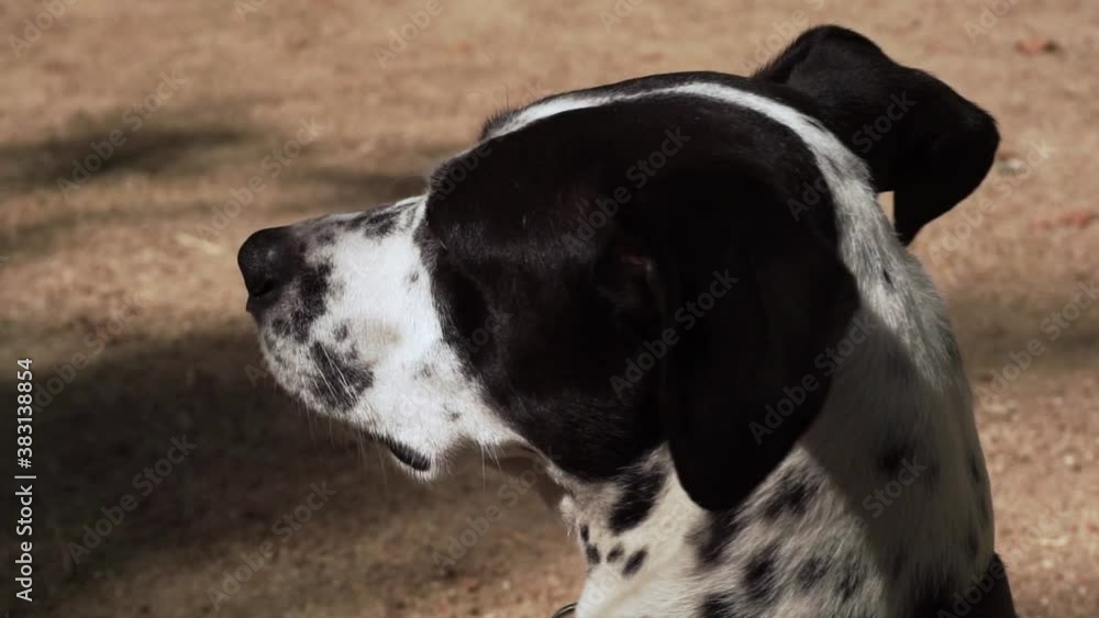 Perro de color negro y blanco con manchas Perro de color negro y blanco con manchas